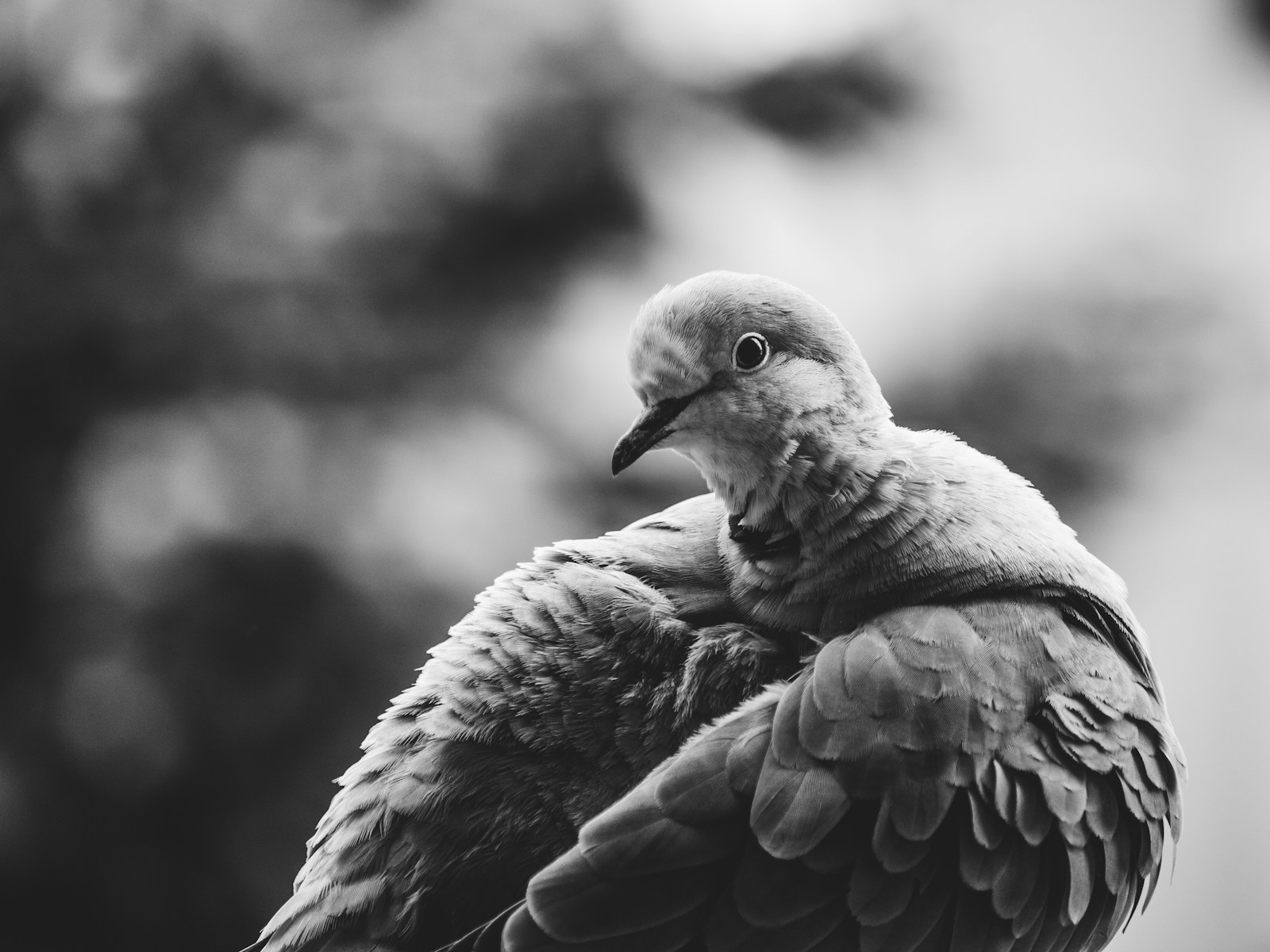 grayscale photo of bird in flight